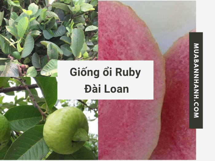 Bán Giống Ổi Ruby Đài Loan - Ổi Ruby Ruột Đỏ Không Hạt Từ Vườn Ươm Cây