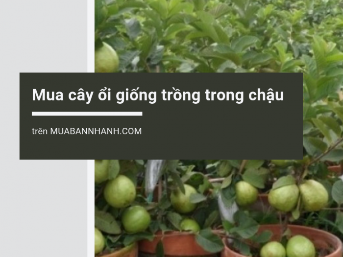 Mua cây ổi giống trồng trong chậu trên MuaBanNhanh