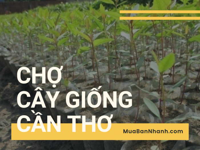 Chợ cây giống Cần Thơ - Danh sách vườn cây giống tại Cần Thơ