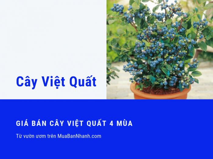 Cây giống việt quất giá bao nhiêu? Giá bán cây việt quất 4 mùa từ vườn ươm trên MuaBanNhanh