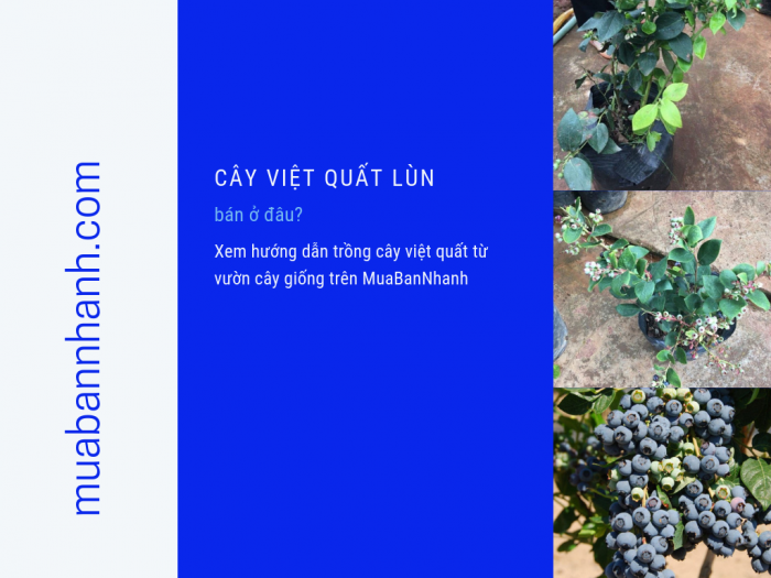 Cây việt quất lùn bán ở đâu? Xem hướng dẫn trồng cây việt quất từ vườn cây giống trên MuaBanNhanh