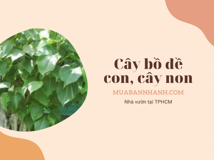 Tìm mua cây bồ đề nhỏ, cây bồ đề non TPHCM trên MuaBanNhanh