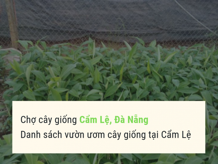 Chợ Cây Giống Cẩm Lệ, Đà Nẵng - Danh Sách Vườn Ươm Cây Giống Tại Cẩm Lệ