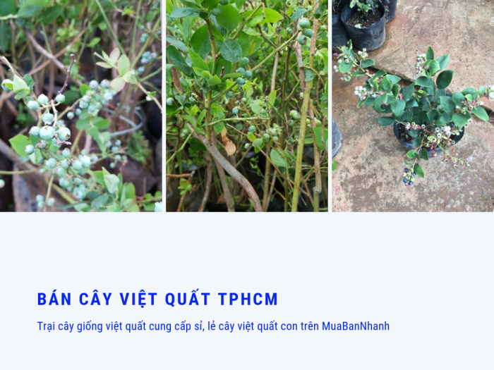 Bán cây việt quất TPHCM - trại cây giống việt quất cung cấp sỉ, lẻ cây việt quất con trên MuaBanNhanh