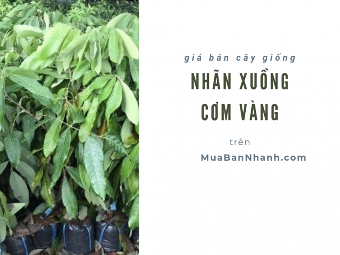 Giá cây giống nhãn xuồng cơm vàng từ nhà vườn trên MuaBanNhanh