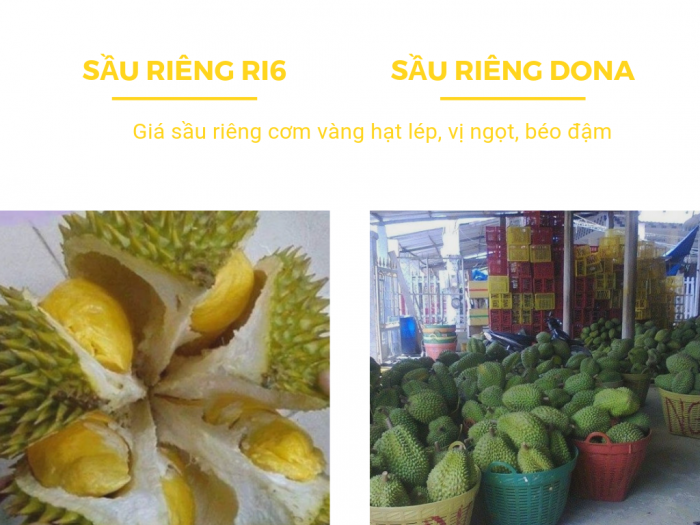 Giá sầu riêng cơm vàng hạt lép, vị ngọt, béo đậm - so sánh sầu riêng dona và ri6