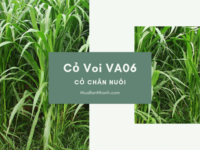 Giống cỏ voi VA06 bán ở đâu TPHCM - Tư vấn cách trồng cỏ VA06 làm thức ăn cho bò sữa