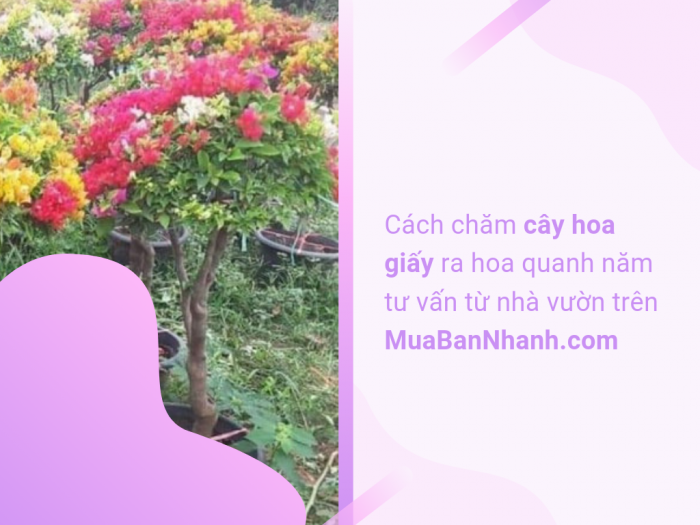 Nhà vườn bán cây hoa giấy ra hoa quanh năm trên MuaBanNhanh