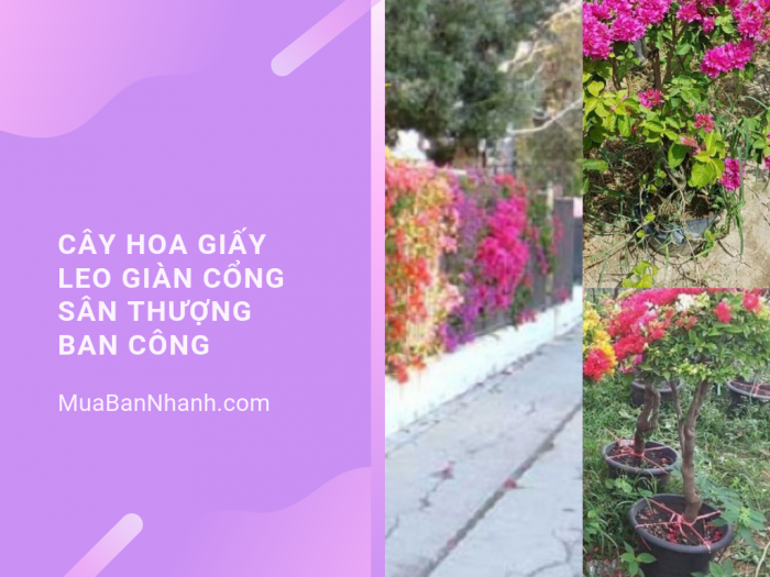 Mua cây hoa giấy leo giàn cổng, sân thượng, ban công trên MuaBanNhanh