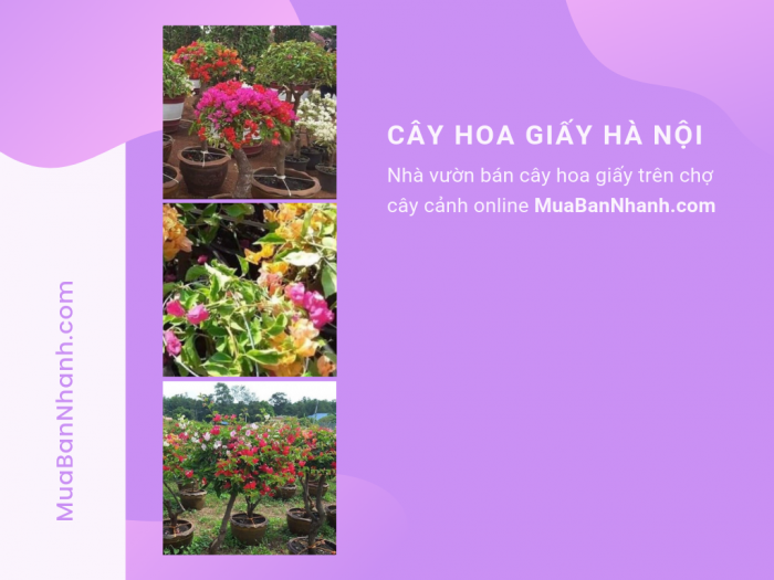 Mua cây hoa giấy tại Hà Nội trên MuaBanNhanh