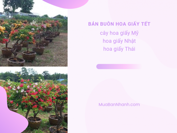 Mối bán buôn hoa giấy dịp Tết: cây hoa giấy Mỹ, hoa giấy Nhật, hoa giấy Thái