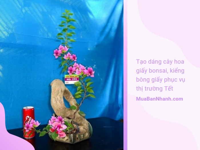 Làm giàu nhờ tạo dáng cây hoa giấy bonsai, kiểng bông giấy phục vụ thị trường Tết