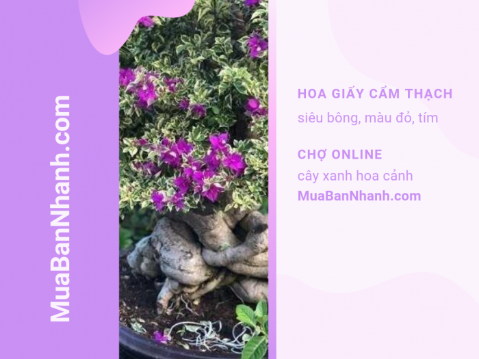 Giá cây hoa giấy cẩm thạnh đỏ, tím trên MuaBanNhanh