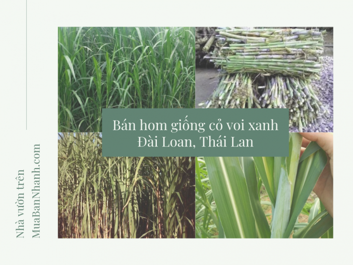 Bán hom giống cỏ voi xanh Đài Loan, Thái Lan - Năng suất và kỹ thuật trồng tư vấn từ MuaBanNhanh