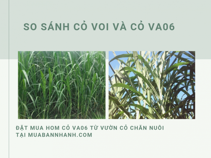 So sánh cỏ voi và cỏ VA06 - đặt mua hom cỏ VA06 từ vườn cỏ chăn nuôi tại MuaBanNhanh