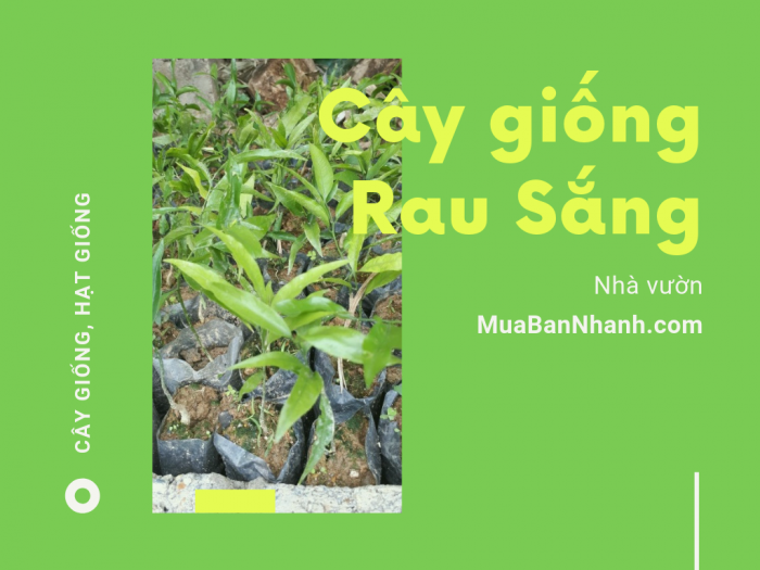 Mua bán giống cây rau sắng ở đâu? Cây rau sắng giống từ nhà vườn nông sản trên MuaBanNhanh