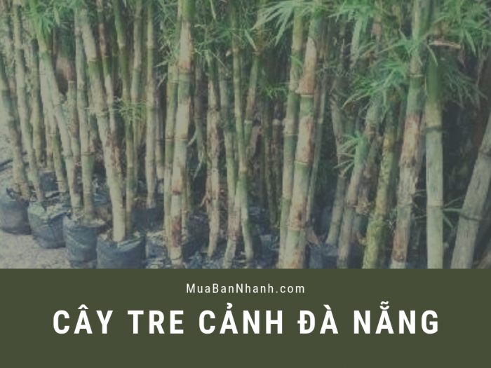 Mua cây tre cảnh trong nhà ở đâu? Địa chỉ mua cây tre ở Đà Nẵng từ cộng đồng các công ty cây xanh online trên MuaBanNhanh