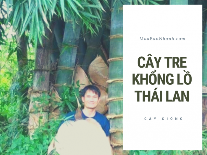 Bán giống tre khổng lồ Thái Lan - Mua giống cây tre khổng lồ từ trung tâm giống cây trồng trên MuaBanNhanh