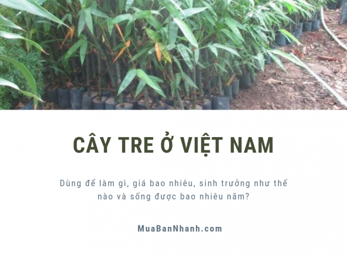 Cây tre ở Việt Nam: dùng để làm gì, giá bao nhiêu, sinh trưởng như thế nào và sống được bao nhiêu năm?