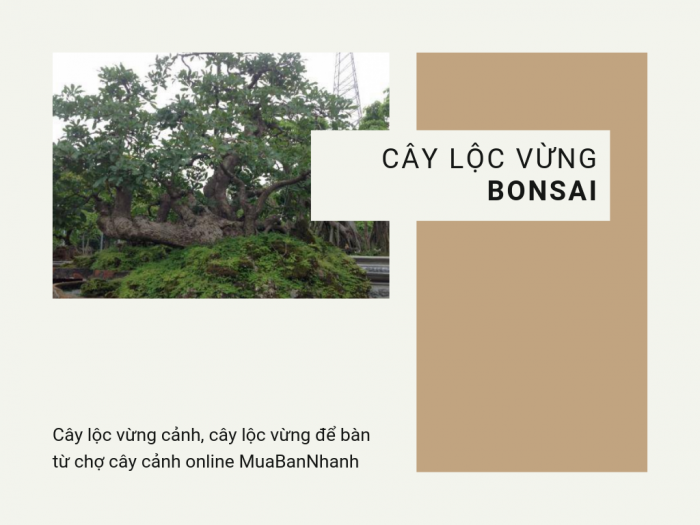 Giá bán cây lộc vừng bonsai, cây lộc vừng cảnh, cây lộc vừng để bàn từ chợ cây cảnh online MuaBanNhanh