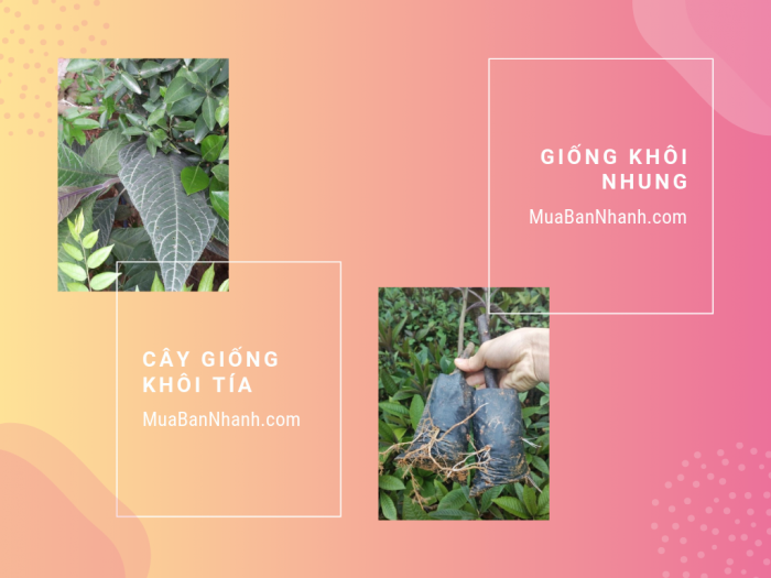 Giá giống cây khôi nhung, cây khôi nhung tím, cây khôi tía từ vườn cây giống trên MuaBanNhanh