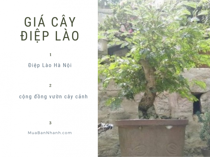 Mua bán cây Điệp Lào Hà Nội trên MuaBanNhanh