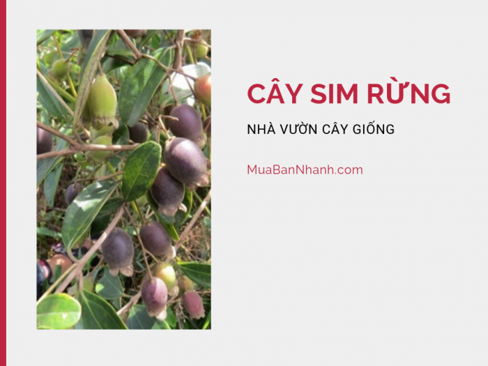 Mua cây sim rừng ở đâu? Nhà vườn cung cấp giống cây sim rừng, sim dại TPHCM