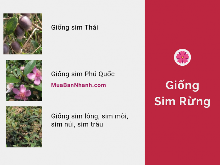 Có nên trồng cây sim rừng không? Các giống sim Thái, sim Phú Quốc, sim lông, sim mòi, sim núi, sim trâu