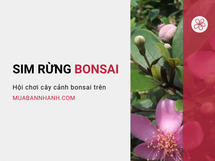 Cây sim rừng bonsai, cây sim rừng cổ thụ - Hội chơi cây cảnh bonsai trên MuaBanNhanh