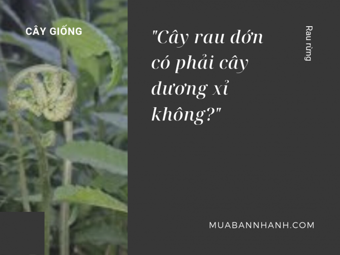 Cây rau dớn có phải cây dương xỉ không? Giống cây dương xỉ và rau dớn trên MuaBanNhanh