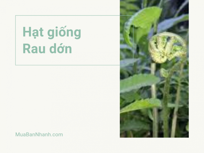 Mua bán hạt giống rau dớn rừng Tây Bắc, Ninh Bình, Quảng Nam - Chợ hạt giống online MuaBanNhanh