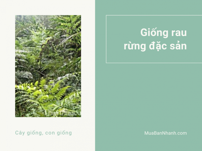 Giống rau rừng đặc sản - Cách trồng, chăm sóc, nhân giống cây rau dớn rừng