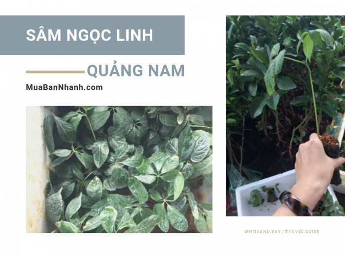 Địa chỉ mua giống sâm Ngọc Linh Quảng Nam - Danh sách nông trường giống sâm chất lượng ở Quảng Nam