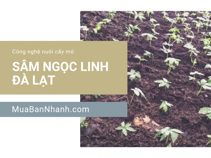 Mua bán giống sâm Ngọc Linh Đà Lạt nuôi cấy mô - Các đơn vị sản xuất cây giống cấy mô đạt tiêu chuẩn