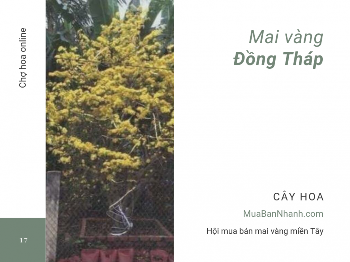 Mua bán mai vàng Đồng Tháp - Hội mua bán mai vàng miền Tây tại MuaBanNhanh