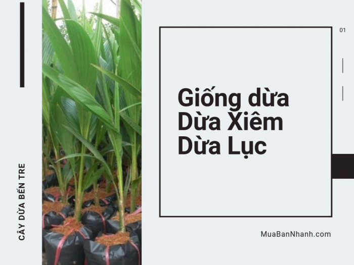 Nơi bán giống dừa xiêm lục trái to, cho nhiều trái - Top vườn dừa xiêm lục Bến Tre nổi tiếng trên MuaBanNhanh