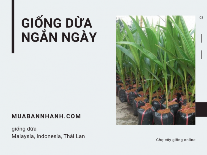 Mua bán giống dừa ngắn ngày: giống dừa Malaysia, Indonesia, Thái Lan