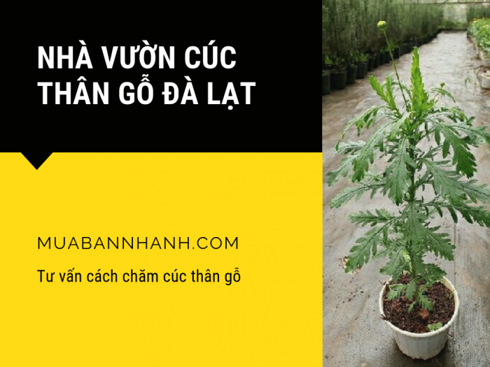 Nhà vườn cúc thân gỗ Đà Lạt - Tư vấn cách chăm cúc thân gỗ