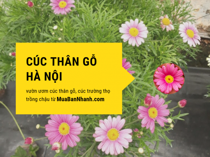 Bán cúc thân gỗ Hà Nội - vườn ươm cúc thân gỗ, cúc trường thọ trồng chậu từ MuaBanNhanh