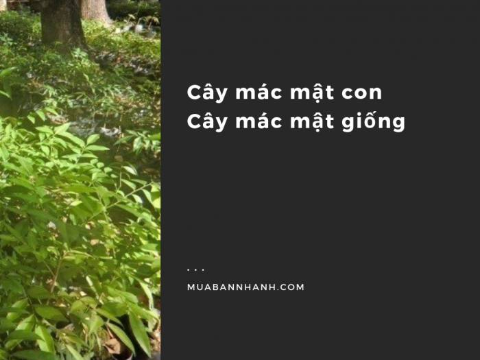 Cây mác mật trồng ở đâu? - cây mắc mật trưởng thành, cây con mắc mật