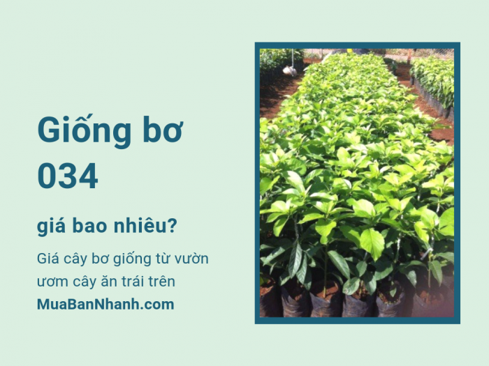 Giống bơ 034 giá bao nhiêu? Giá cây bơ giống từ vườn ươm cây ăn trái trên MuaBanNhanh