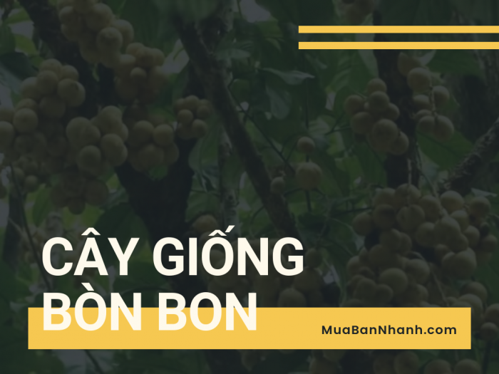 Mua cây giống bòn bon ở đâu? Cây bòn bon có trồng được ở miền Bắc không?