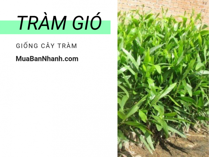 Giống cây tràm gió - Nông nghiệp xanh với trồng cây tràm gió lấy tinh dầu