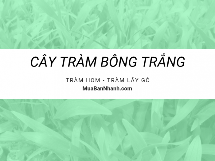 Mua bán giống cây tràm bông trắng (tràm hom) - Cây tràm lấy gỗ