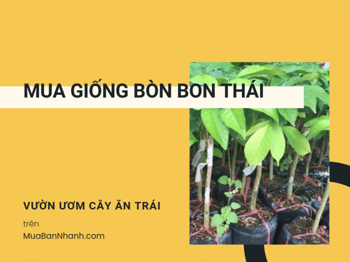 Mua giống bòn bon Thái ở đâu? Giá cây giống bòn bon từ vườn ươm tại MuaBanNhanh