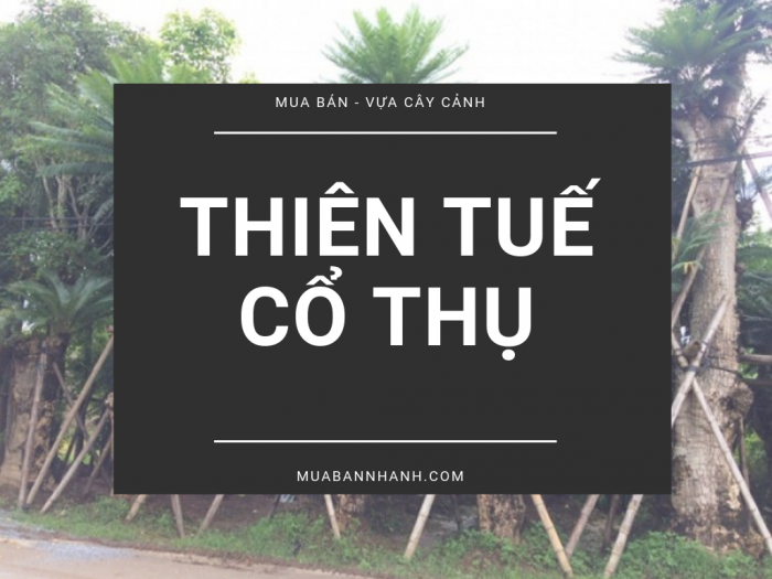 Mua bán cây thiên tuế cổ thụ, thiên tuế rừng, thiên tuế bonsai làm cảnh trên MuaBanNhanh