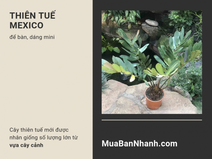 Cây thiên tuế mới - cây thiên tuế Mexico để bàn, dáng mini được nhân giống số lượng lớn từ vựa cây cảnh trên MuaBanNhanh