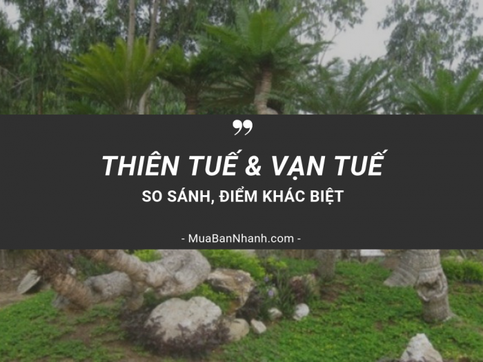 Cây thiên tuế và cây vạn tuế khác nhau như thế nào? Cách chăm sóc cây thiên tuế, cách bứng cây thiên tuế