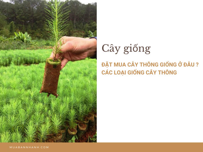 đặt Mua Cay Thong Giống ở đau Cac Loại Giống Cay Thong