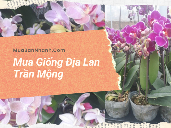 Mua giống địa lan Trần Mộng trên MuaBanNhanh - Nhận biết Lan Trần Mộng có mấy loại?